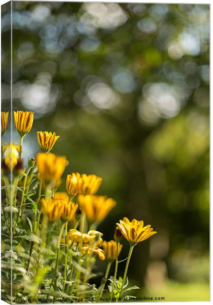 Cape daisies with tree bokeh Canvas Print by Izzy Standbridge