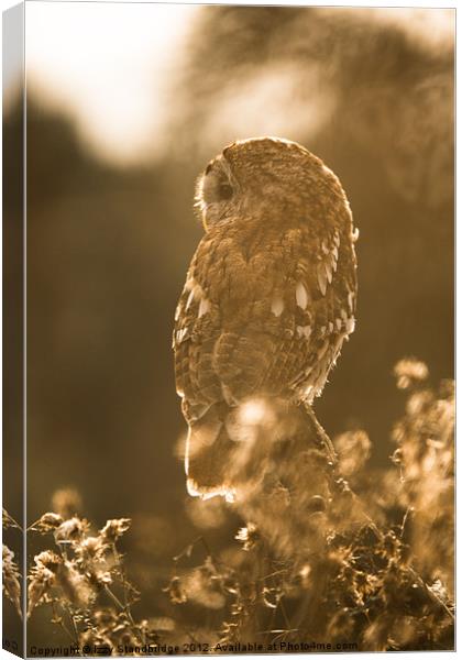 Tawny owl Canvas Print by Izzy Standbridge