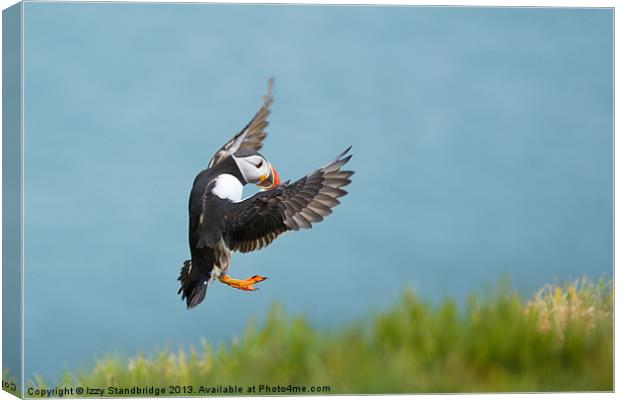 Puffin coming in to land Canvas Print by Izzy Standbridge