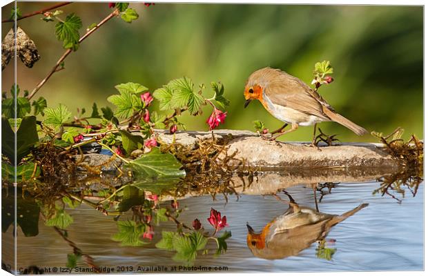 Robin reflection Canvas Print by Izzy Standbridge