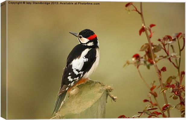Great spotted woodpecker Canvas Print by Izzy Standbridge