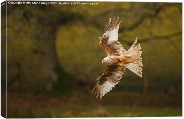 Leucistic Red Kite flies in front of tree Canvas Print by Izzy Standbridge