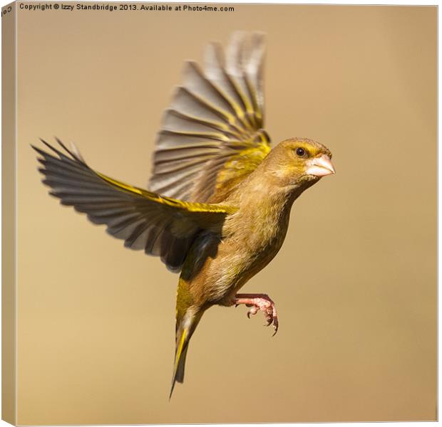 Greenfinch in flight Canvas Print by Izzy Standbridge