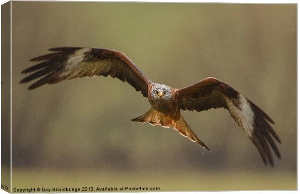 Head on view of red kite in the rain Canvas Print by Izzy Standbridge