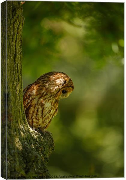 Tawny owl in the woods Canvas Print by Izzy Standbridge