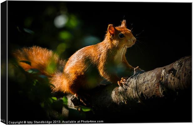 Red squirrel in sunlight Canvas Print by Izzy Standbridge