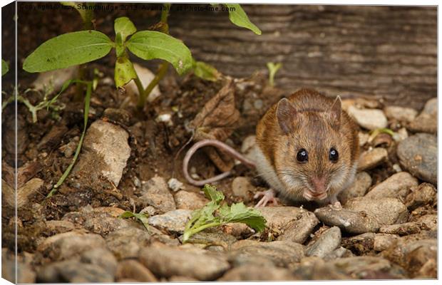 Field mouse Canvas Print by Izzy Standbridge