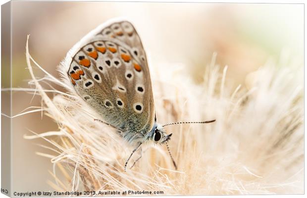 Common blue butterfly Canvas Print by Izzy Standbridge