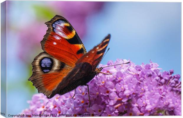 Peacock butterfly on buddleia Canvas Print by Izzy Standbridge