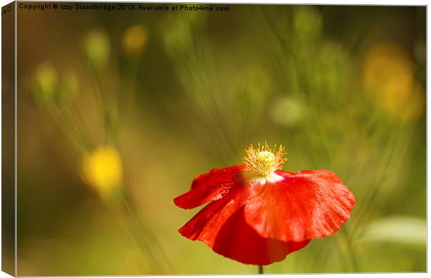 Poppy with weed bokeh Canvas Print by Izzy Standbridge