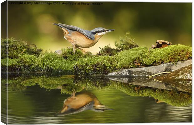 Nuthatch reflecting Canvas Print by Izzy Standbridge