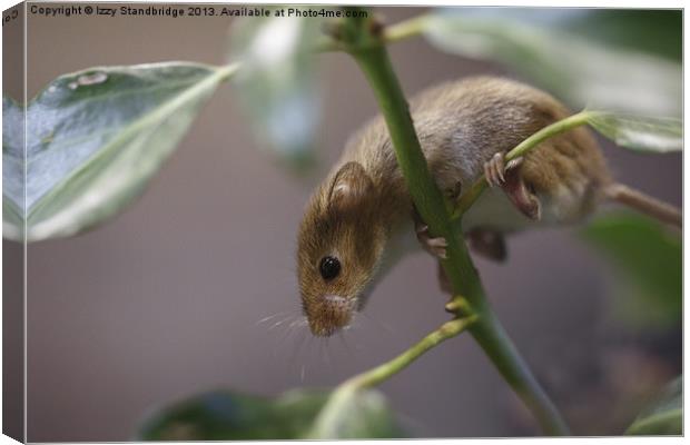 Harvest mouse climbing on ivy Canvas Print by Izzy Standbridge