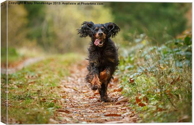 Gordon setter running to me Canvas Print by Izzy Standbridge