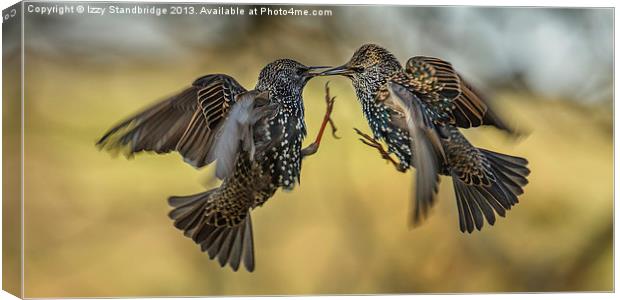 Squabbling starlings Canvas Print by Izzy Standbridge