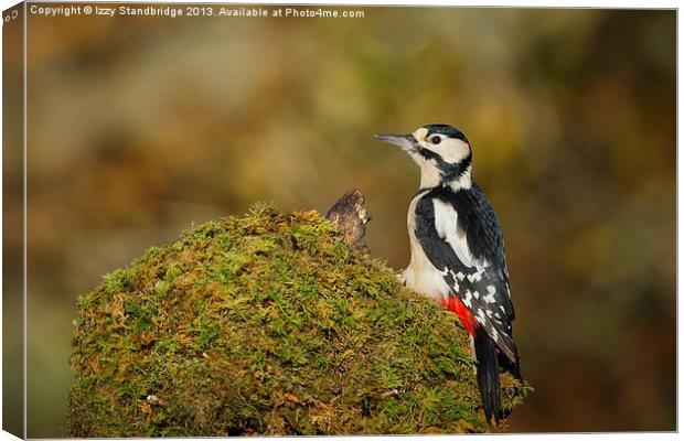 Great Spotted Woodpecker Canvas Print by Izzy Standbridge