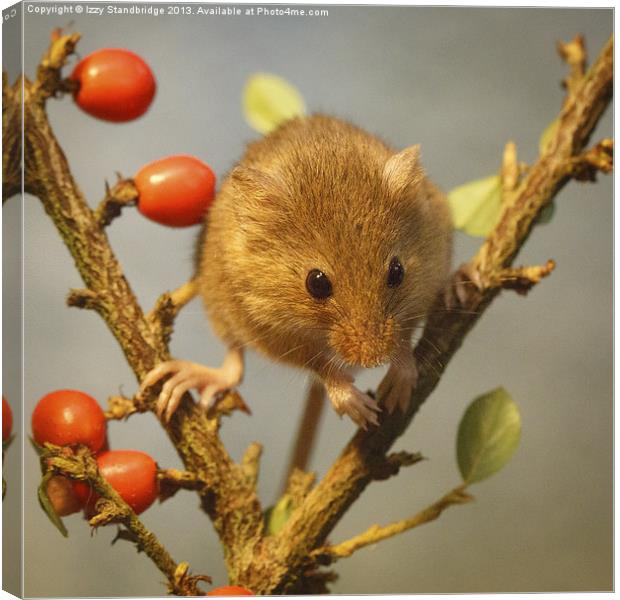 Harvest mouse (Micromys minutus) Canvas Print by Izzy Standbridge