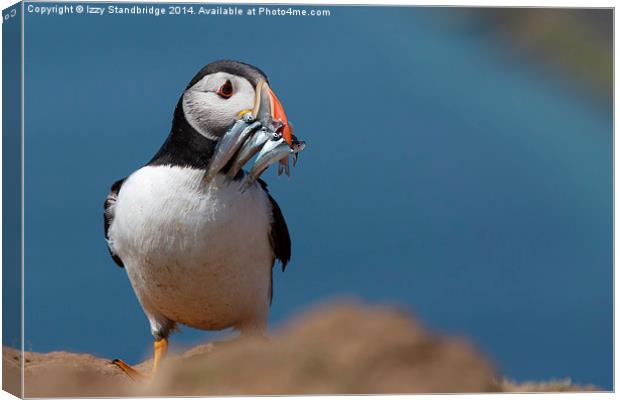 Puffin on Skomer with sand eels Canvas Print by Izzy Standbridge