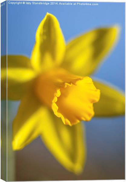 Fresh daffodil in spring Canvas Print by Izzy Standbridge
