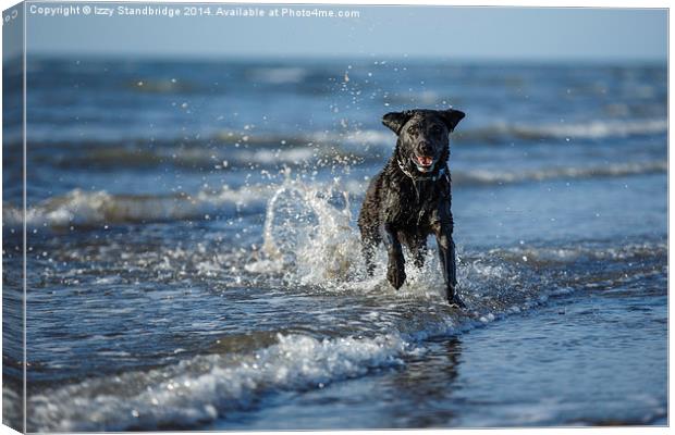 Black labrador fun in the sea Canvas Print by Izzy Standbridge