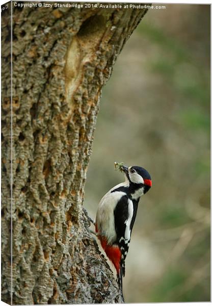 Greater Spotted Woodpecker brings food Canvas Print by Izzy Standbridge