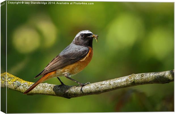 Male redstart with food for chicks Canvas Print by Izzy Standbridge