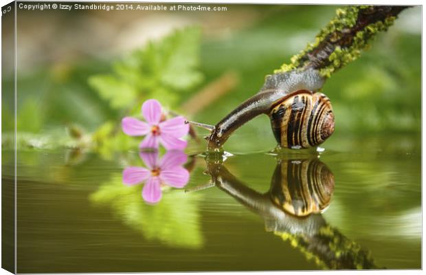 Snail gets a drink Canvas Print by Izzy Standbridge