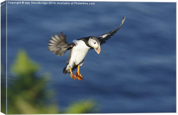 Incoming puffin Canvas Print by Izzy Standbridge