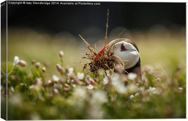Puffin doing the gardening Canvas Print by Izzy Standbridge