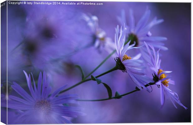  Aster soft focus Canvas Print by Izzy Standbridge