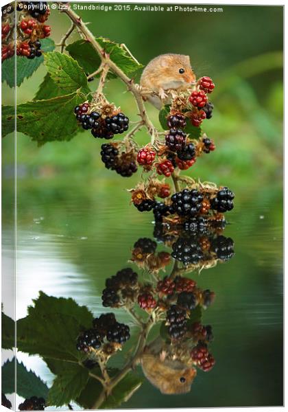  Harvest mouse with brambles reflection Canvas Print by Izzy Standbridge