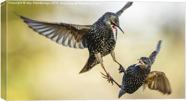  Two starlings in aerial battle in winter Canvas Print by Izzy Standbridge