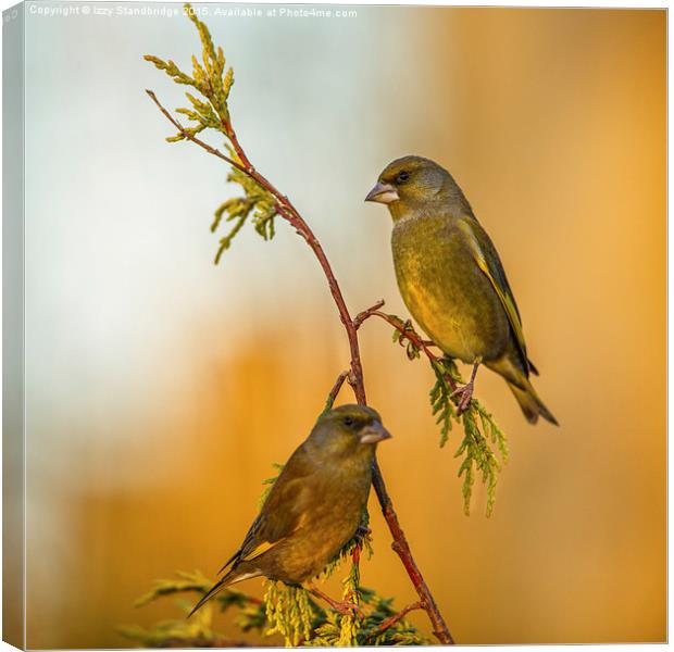  Two greenfinches perching on a slender stem Canvas Print by Izzy Standbridge