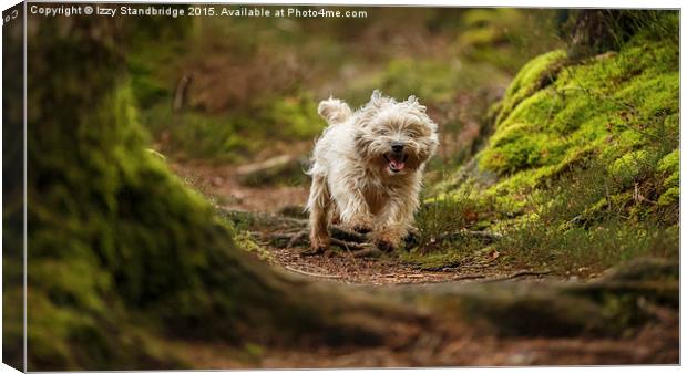  Cairn Terrier in the woods Canvas Print by Izzy Standbridge