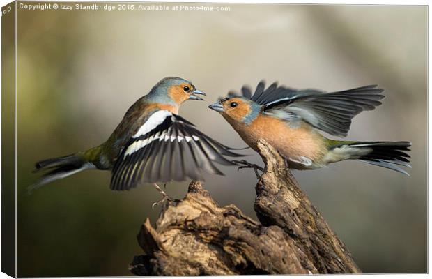  Chaffinch fight Canvas Print by Izzy Standbridge