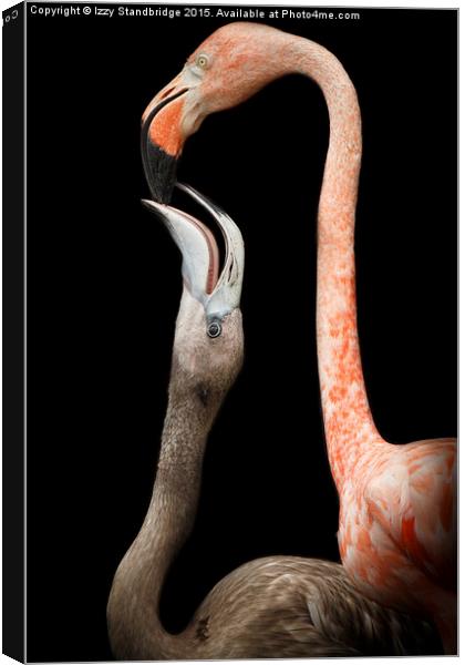  Flamingo parenting Canvas Print by Izzy Standbridge