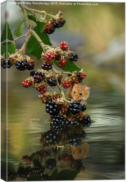  Harvest mouse on brambles with reflection Canvas Print by Izzy Standbridge