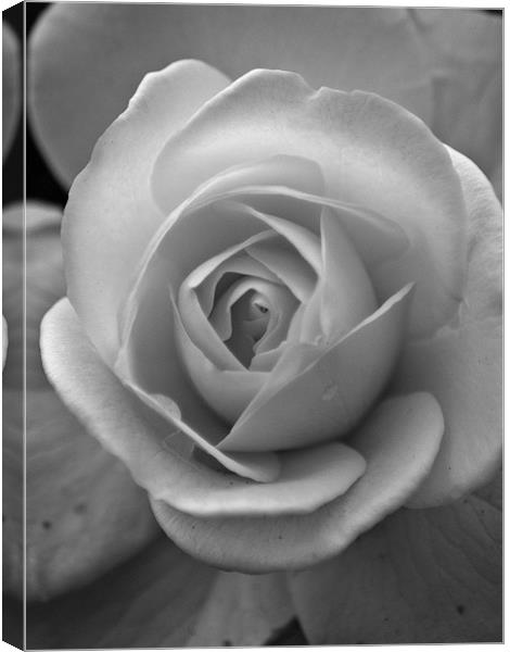 Delicate White Canvas Print by richard downes