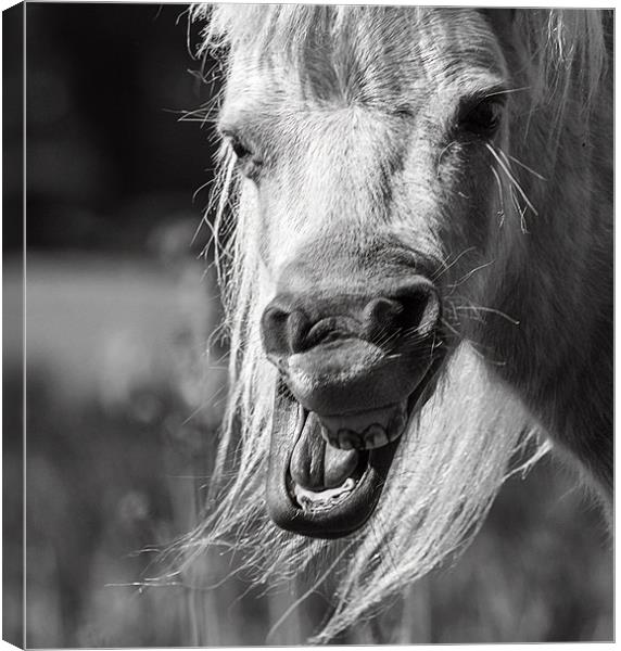 Horsing Around Canvas Print by richard downes