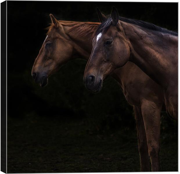 Two horses Canvas Print by richard downes