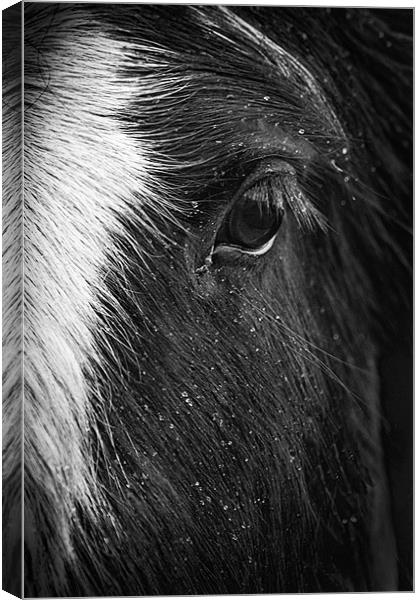 The Horses Eye Canvas Print by richard downes