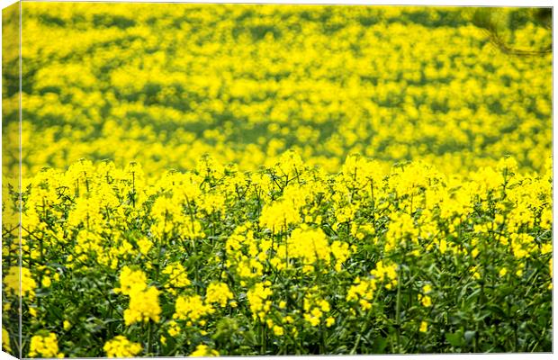  Mellow Yellow Canvas Print by richard downes