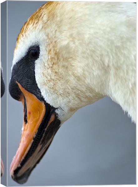 Swan Canvas Print by richard downes