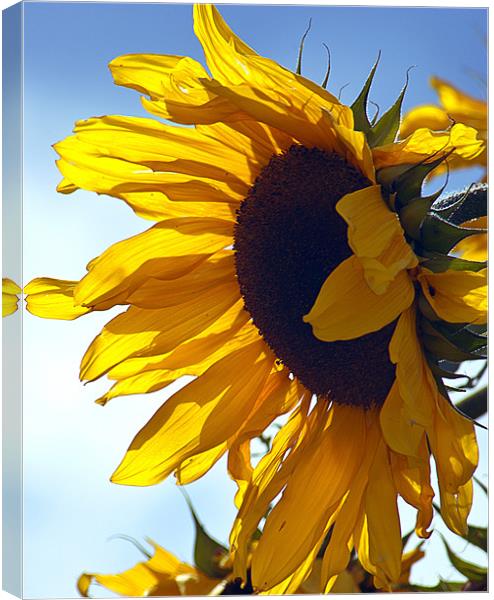 Sunflower Canvas Print by richard downes