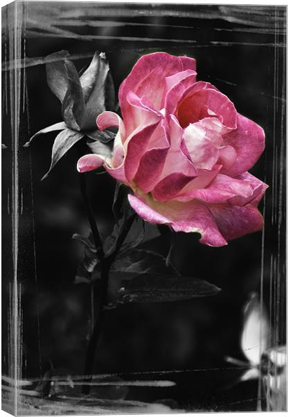 Pink Wild Rose Canvas Print by richard downes