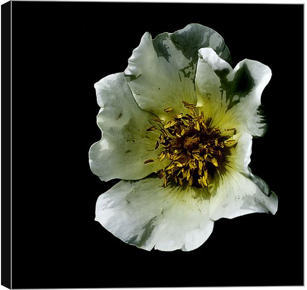 Scots Rose Canvas Print by richard downes