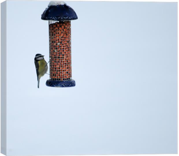 Feeding time Canvas Print by Mike Corrigan