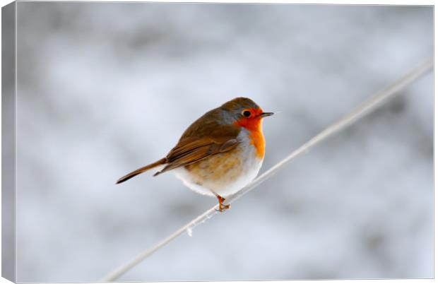 Robin on a wire Canvas Print by Mike Corrigan