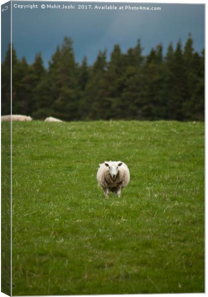 A sheep posing for the photo Canvas Print by Mohit Joshi