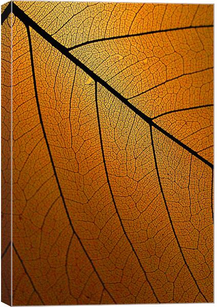 Veins Of Leaf Auburn Canvas Print by David Watts