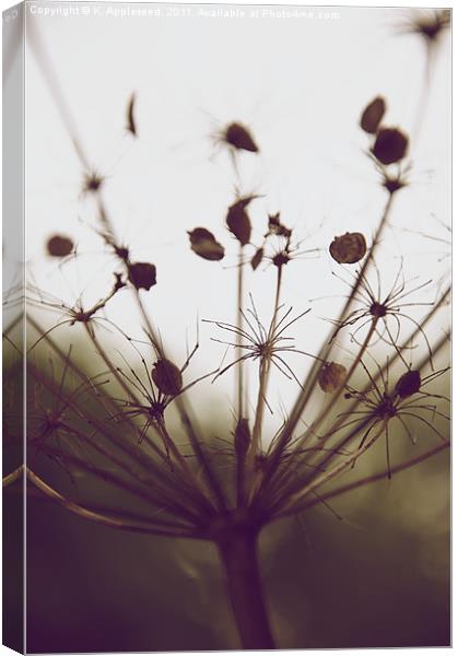 Hog weed Seed Head Canvas Print by K. Appleseed.